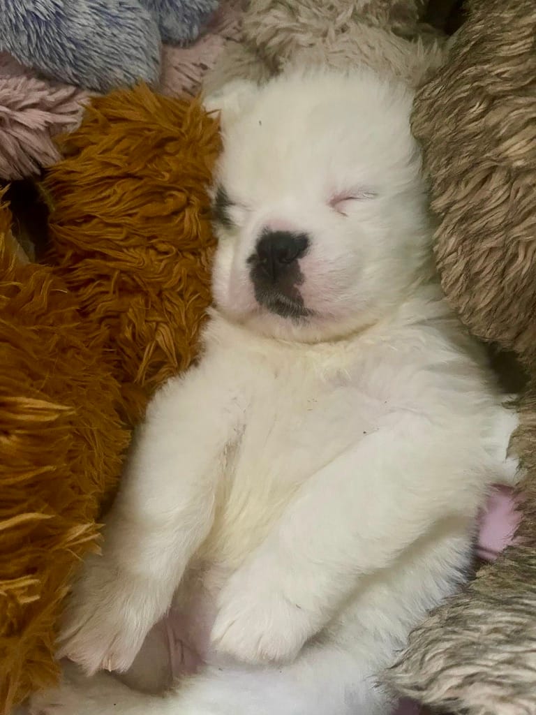 Allevamento Santi Del Bosco | Home Allevamento Santi Del Bosco | Home