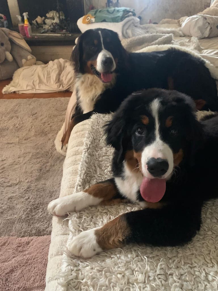 Allevamento Santi Del Bosco | Home Allevamento Santi Del Bosco | Home